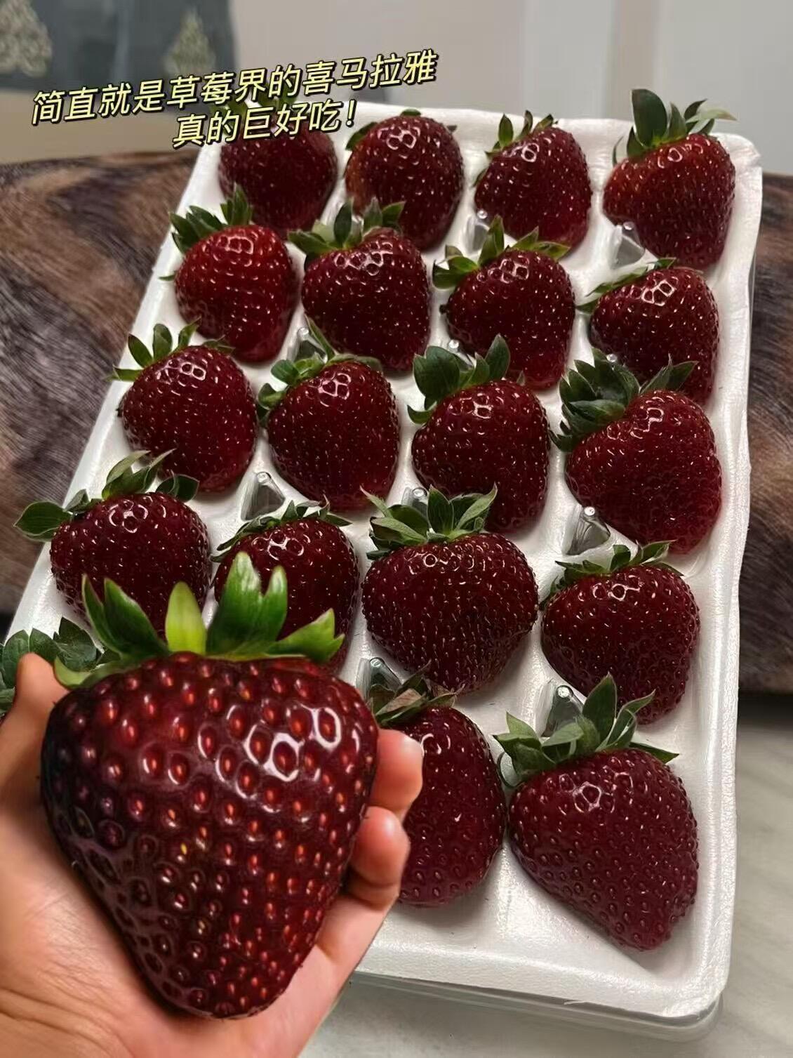 草莓苗盆栽精品大苗 原盆原土阳台庭院种植真红美玲150#青盆