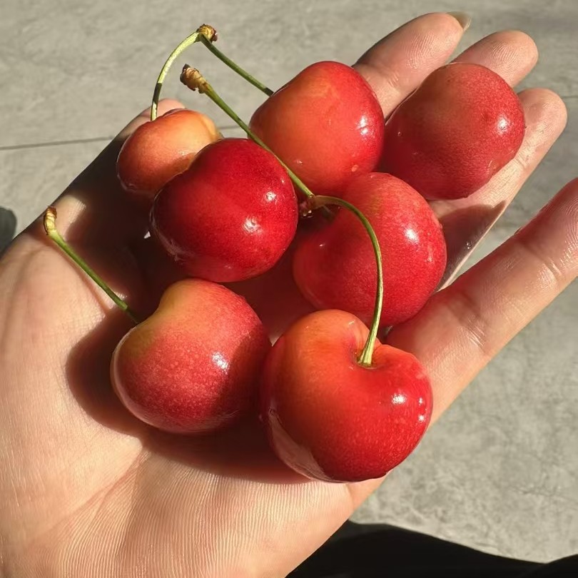 （特价处理）2J斯凯拉雷黄车厘子4斤原装