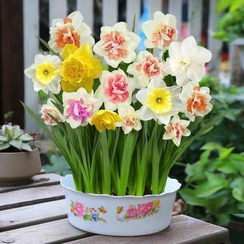 升级版【爆品】水仙花水培四季开花盆栽耐寒植物室内浓香型种球