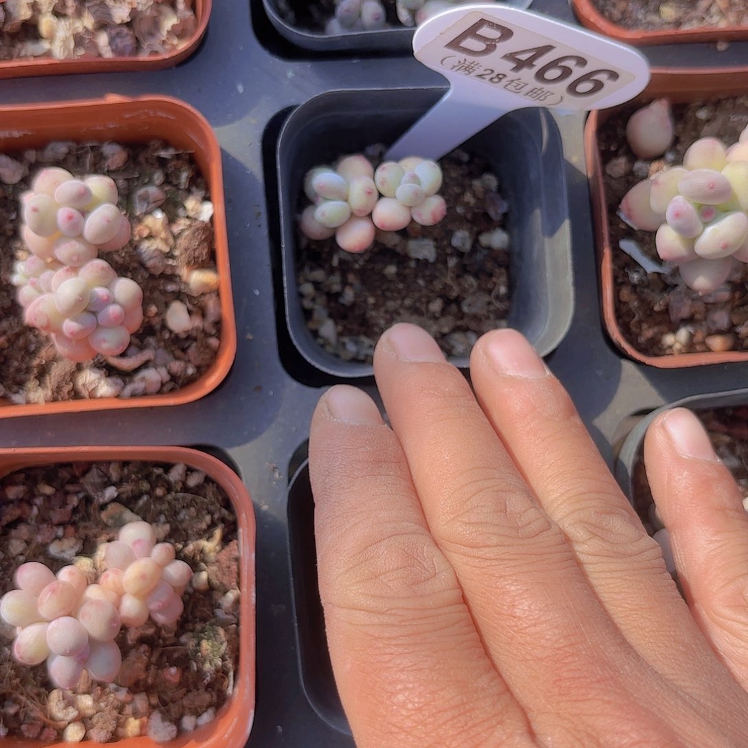 B466萤火虫一物一拍