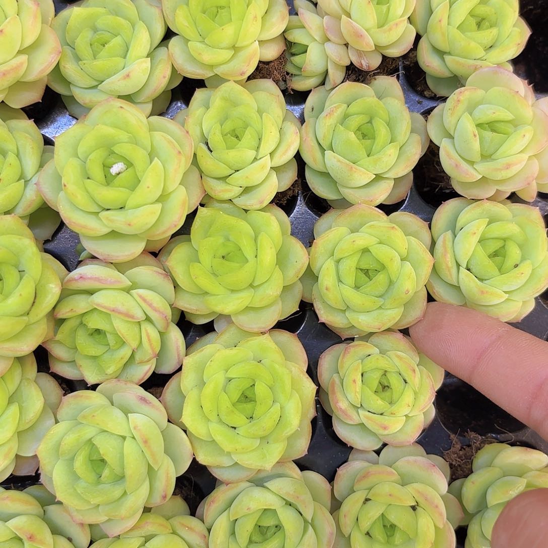 宝宝绿一颗量拍111