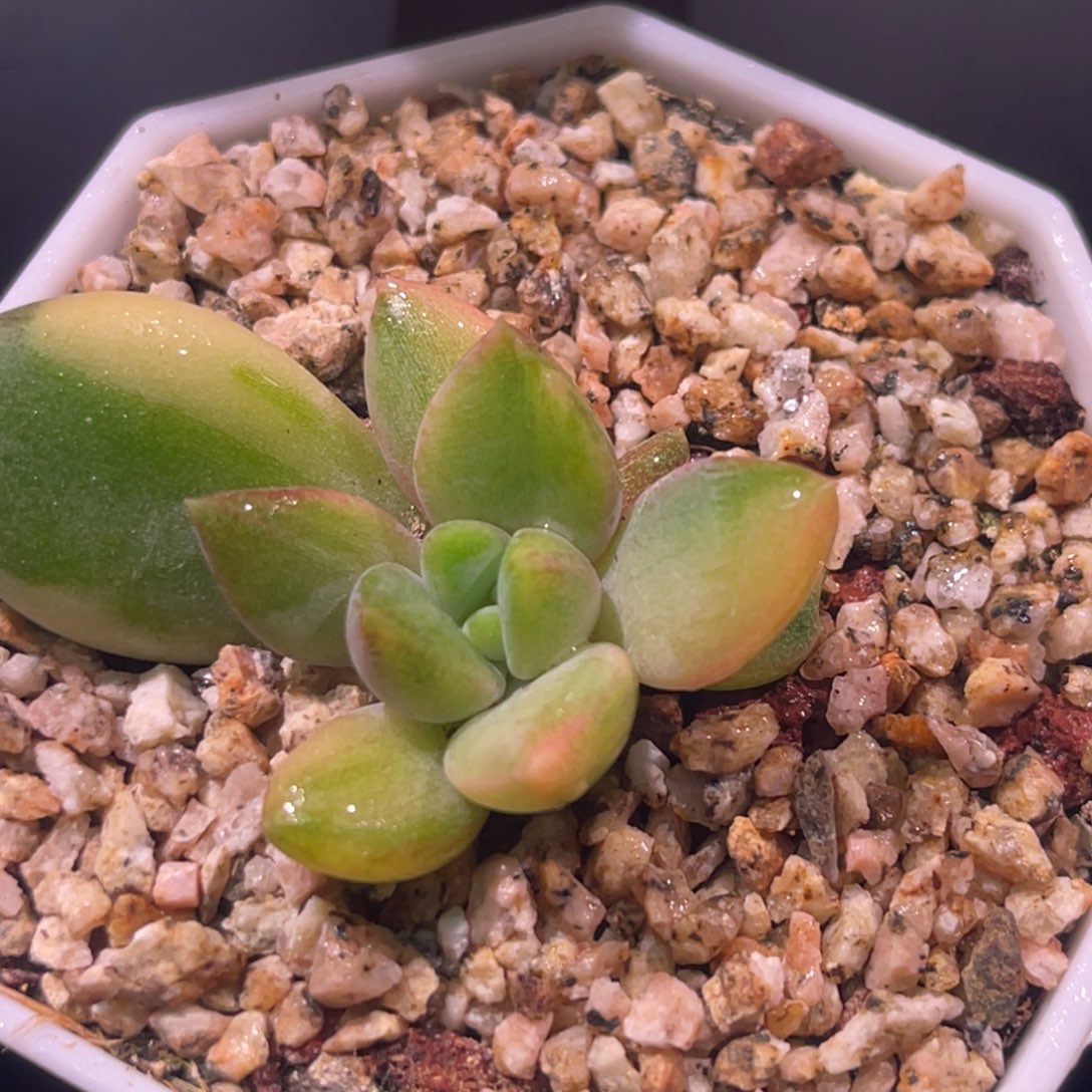 尚品特价红象牙锦