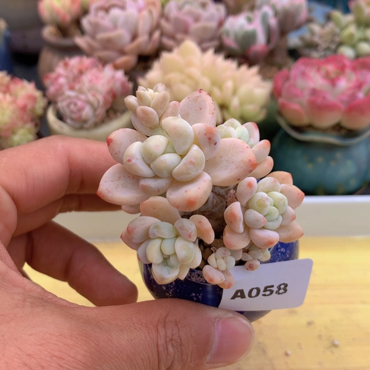一物一拍满38包邮A058