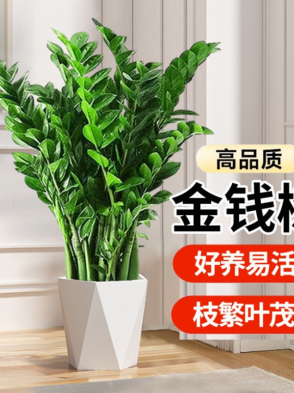 财源广进金钱树 老庄苗70-80公分 180A级金钱树室内好养易活绿植