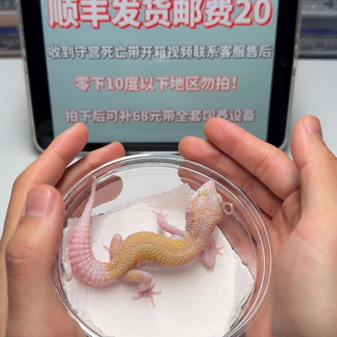 豹纹守宫蜡笔弟弟