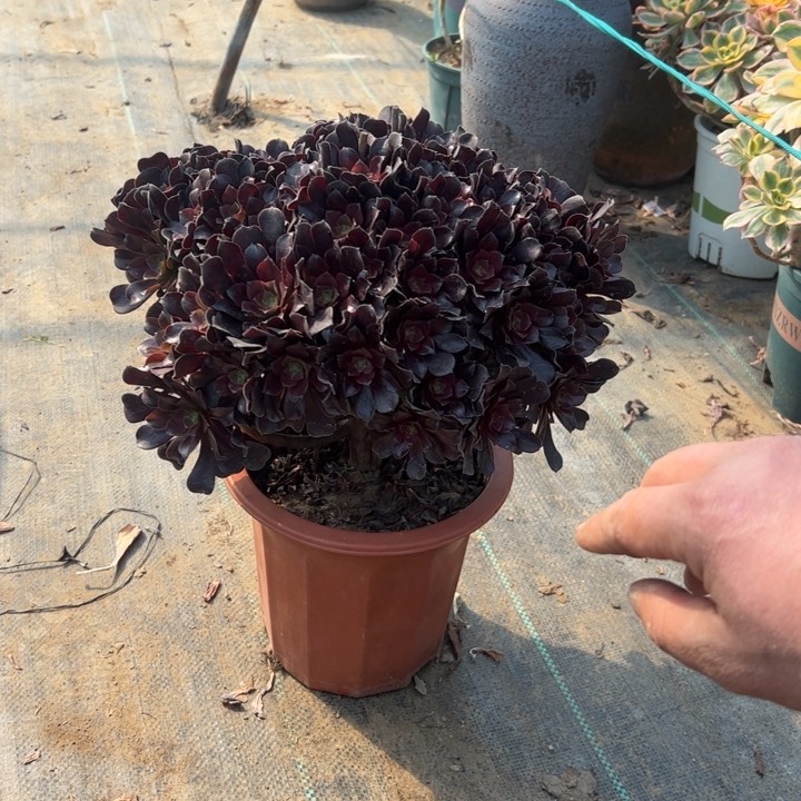 91欧紫多肉多肉多肉多肉