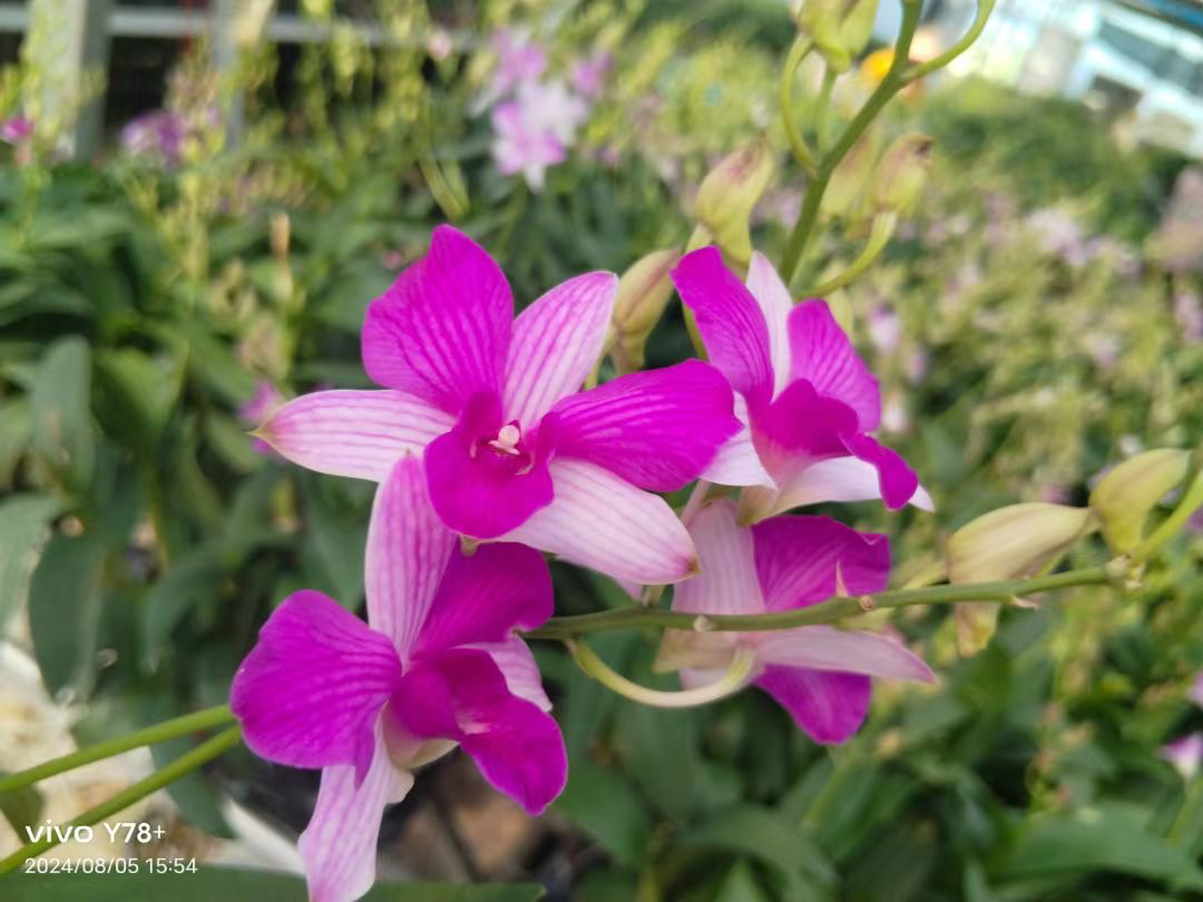 【泰国进口双花剑】樱花秋石斛