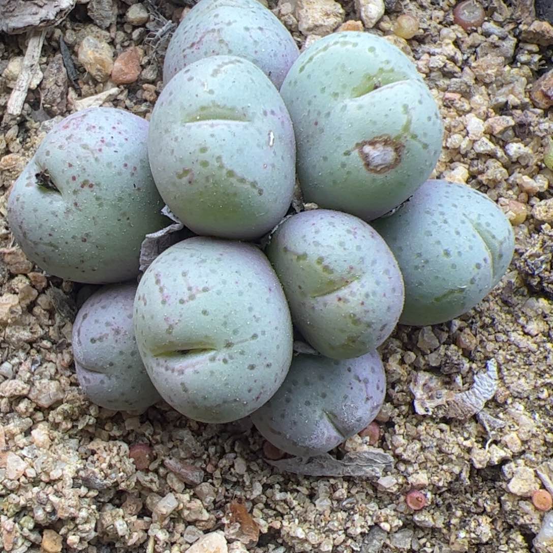 荧光玉群生22167