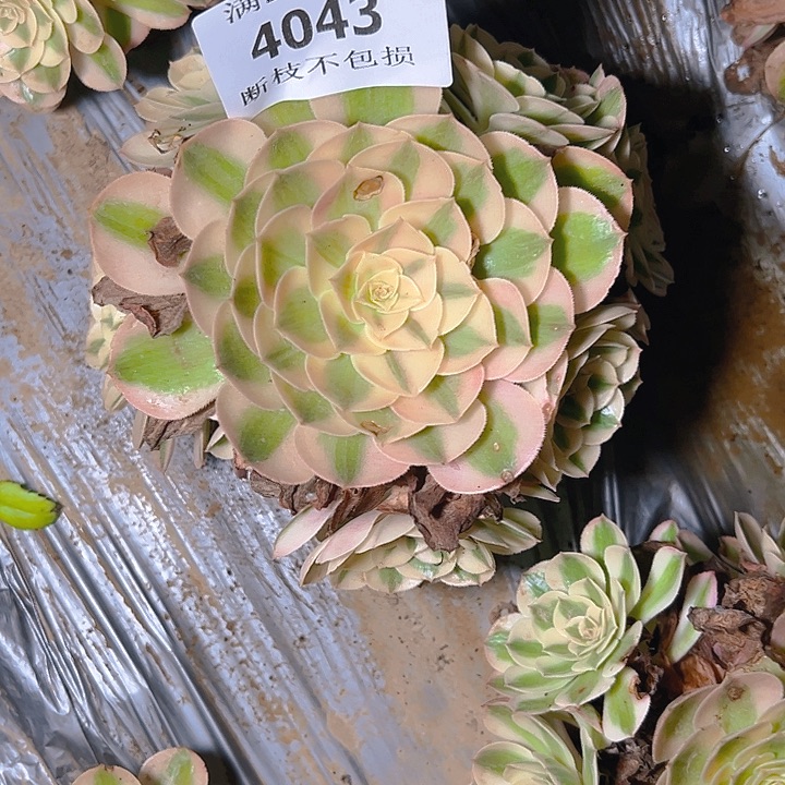 4043荔枝多肉植物