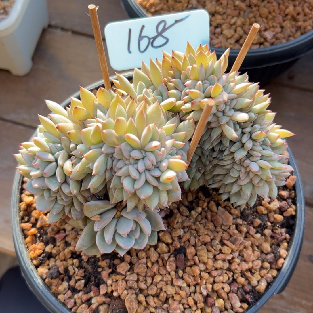 橙子缀化1111111111111