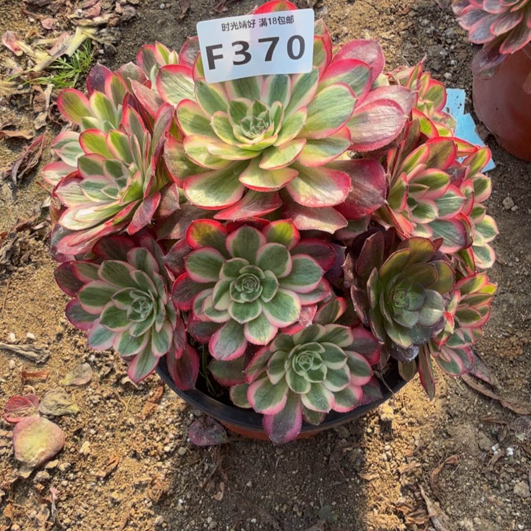 370瑶光。多肉植物