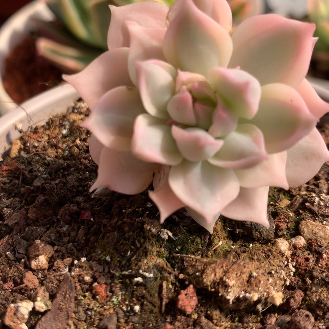 老桩牡丹冰j j j j j j l