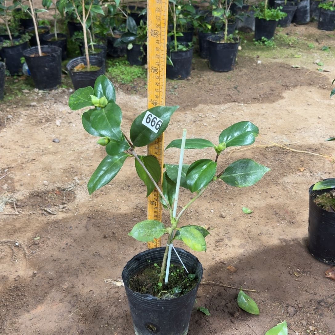 少量花朵（建议范围：2朵-5朵 或40%以下）666戴氏