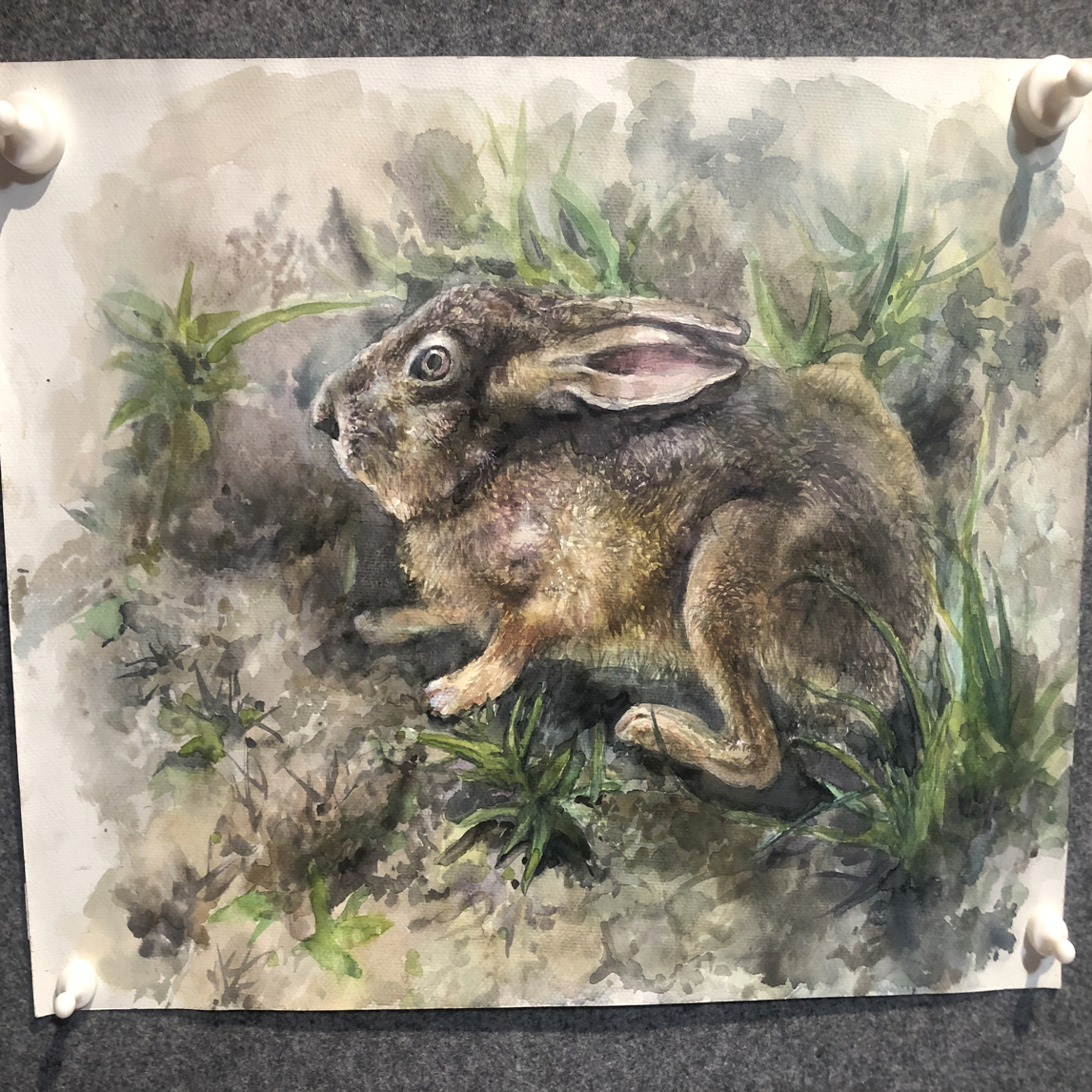 水彩草丛野兔作品原作