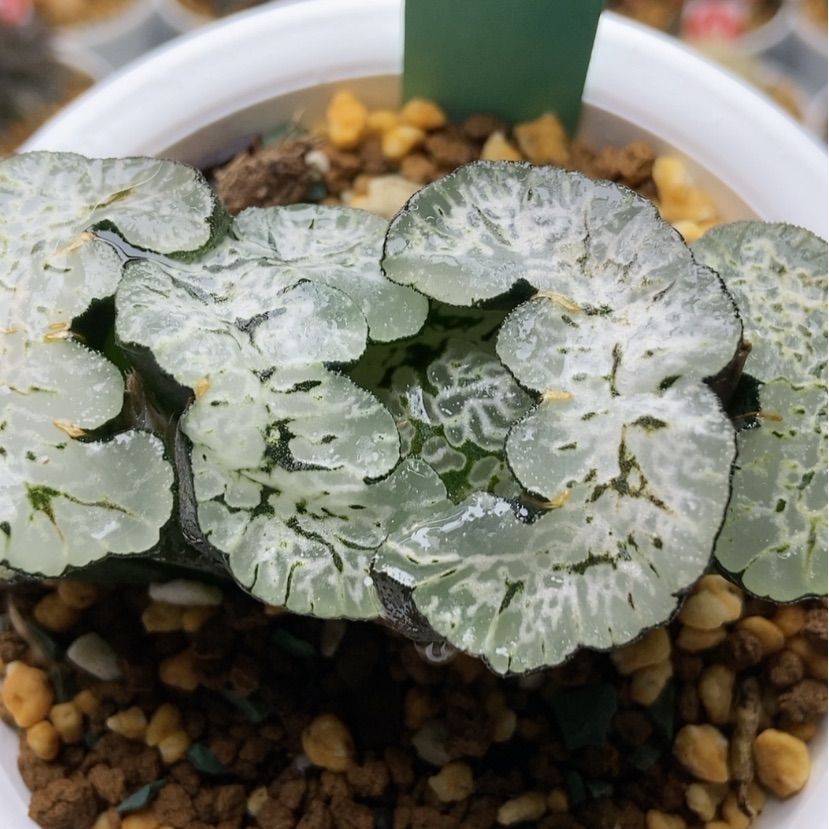 【闪购商品】馨**贝守冰变异巨大化136