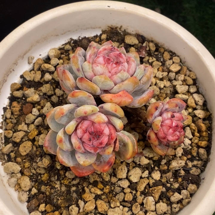 阿****德多肉乐园精品星影