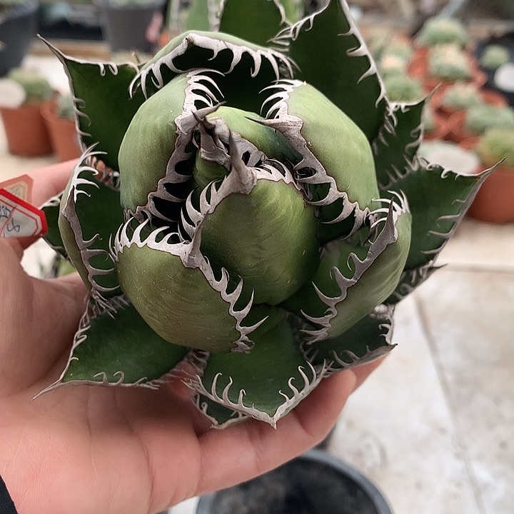 112强密刺霍利达10公分66666666