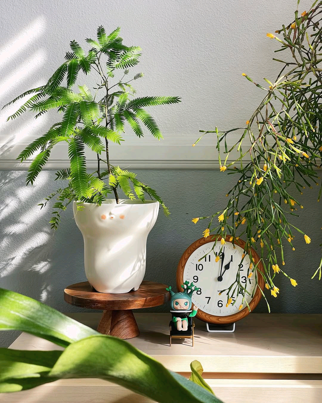 [零下冻伤]日本密叶猴耳环小中苗室内阳台耐阴观叶绿植盆栽小树