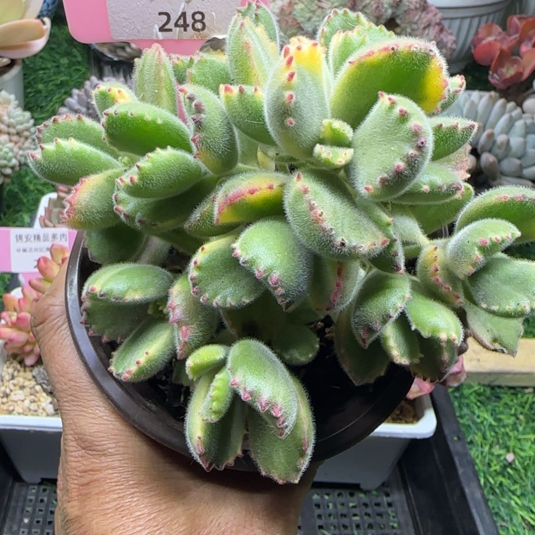 锦安精品多肉植物编号248