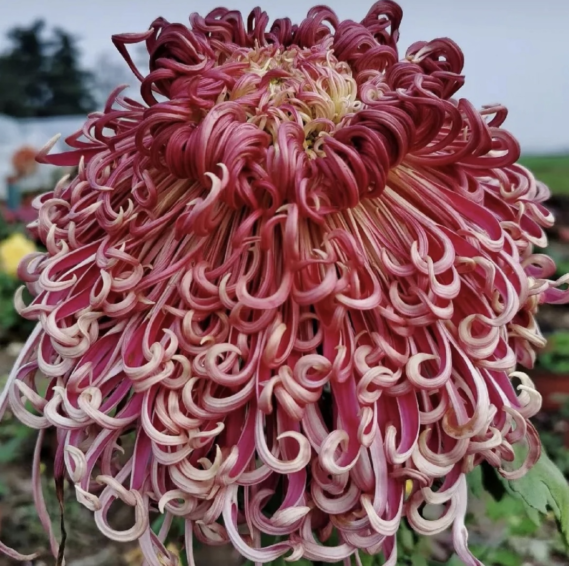 【漓江春色】丝菊菊花盆栽大花多年生耐寒好养绿植花卉带花苞发货