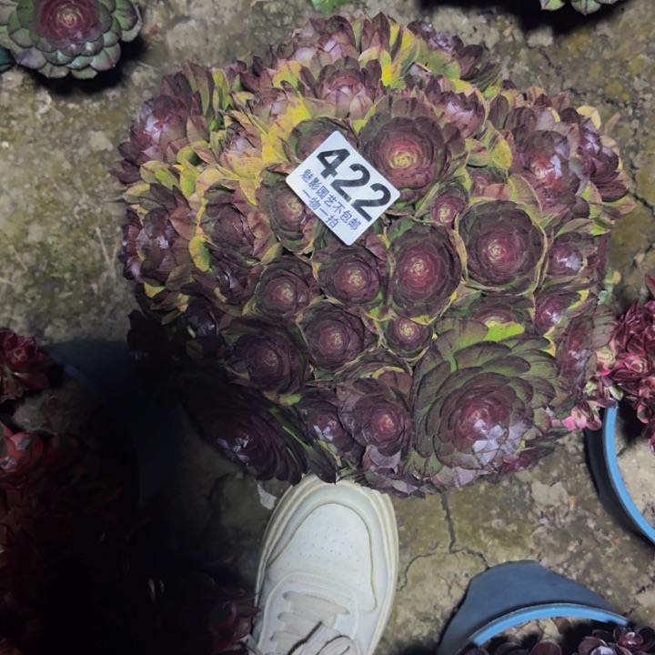 拉丝花29-20包邮花花