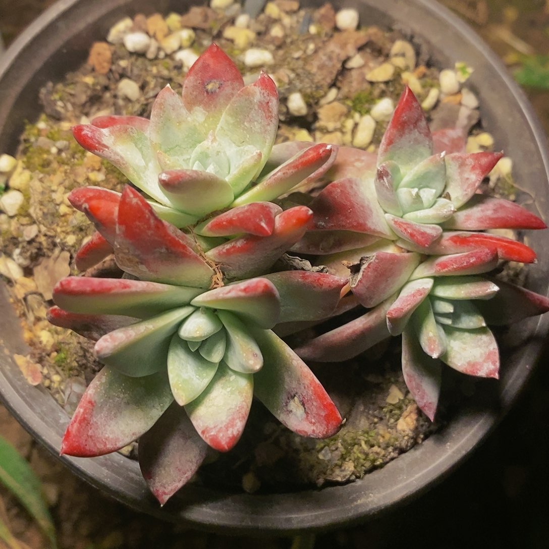 【闪购商品】哈哈哈哈苹果叶多肉1240