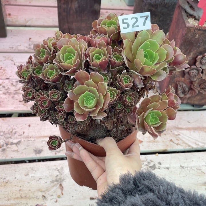 多肉葡萄的做法也非常成功啊