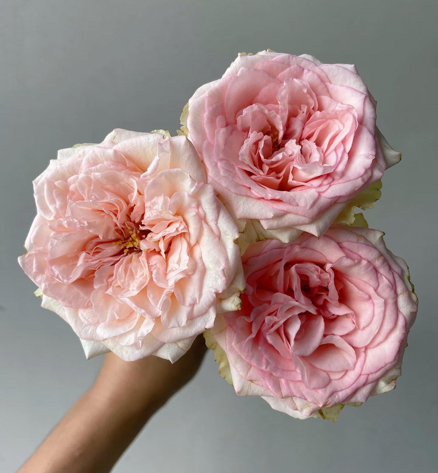 【春游记】/【2-3单包邮顺丰冷链/满4单包邮顺丰空运】