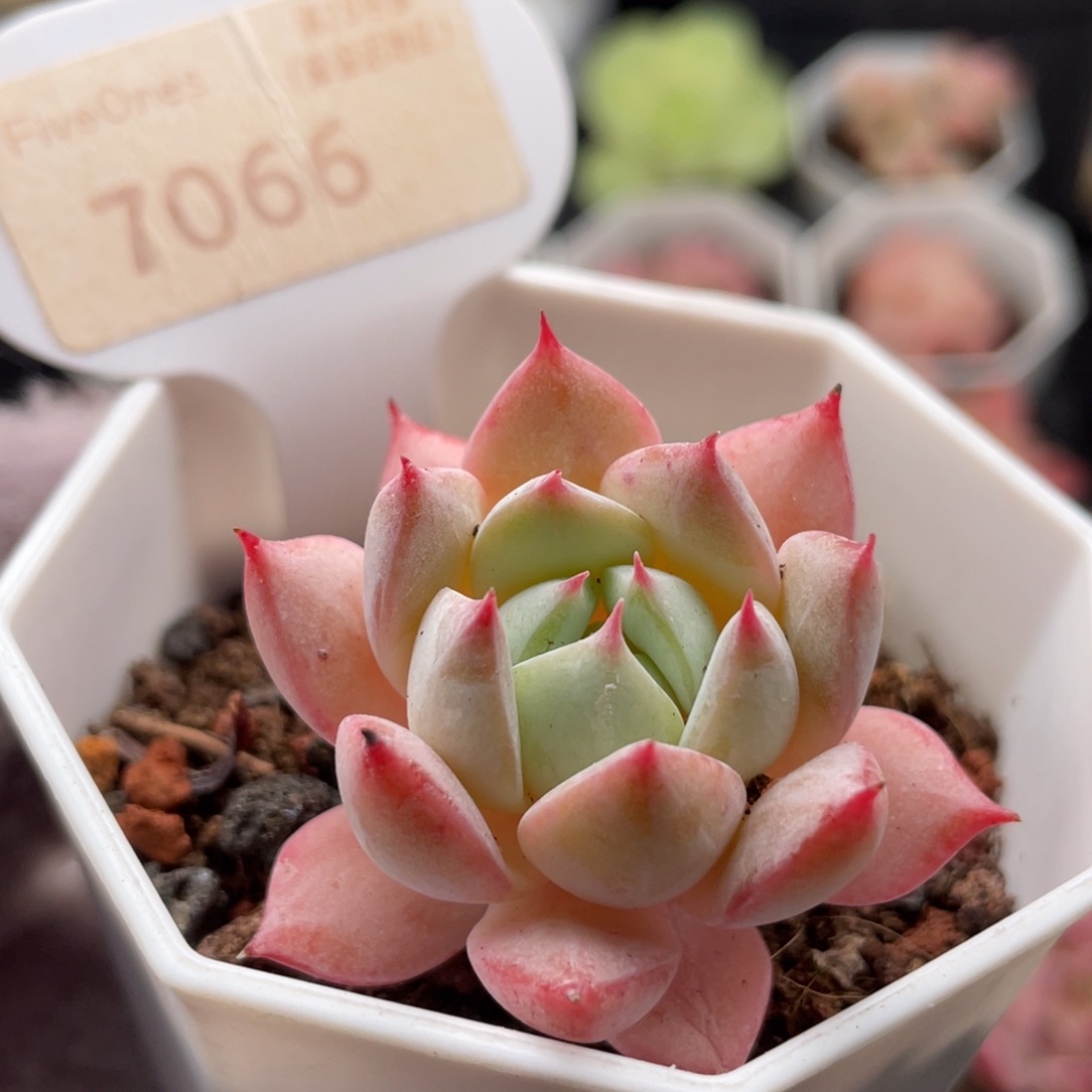 蓝鸟香槟7066-4.0厘米