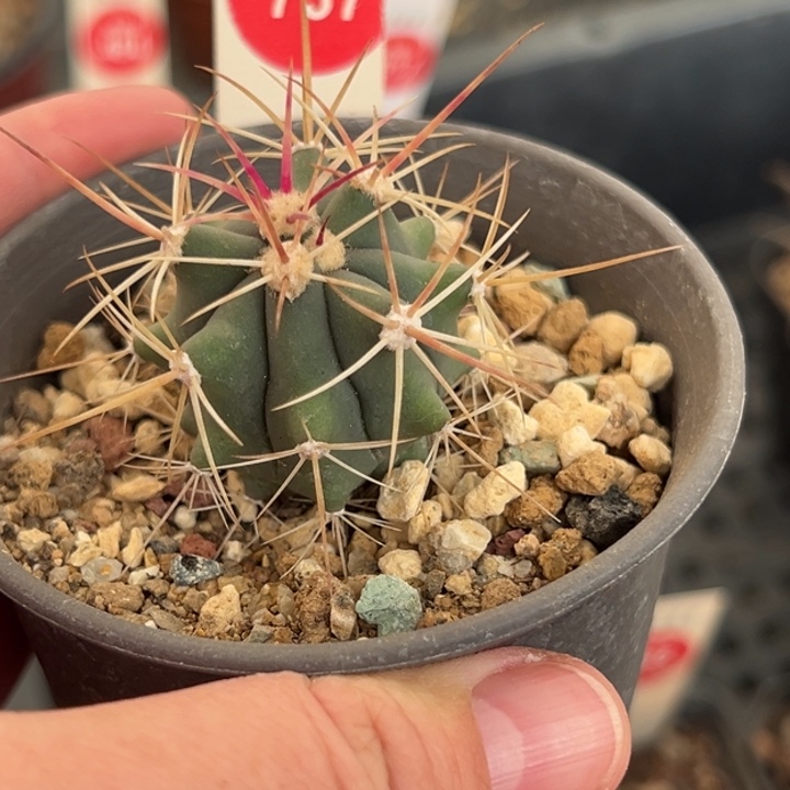 实生烈刺丸3.5cm一棵仙人球