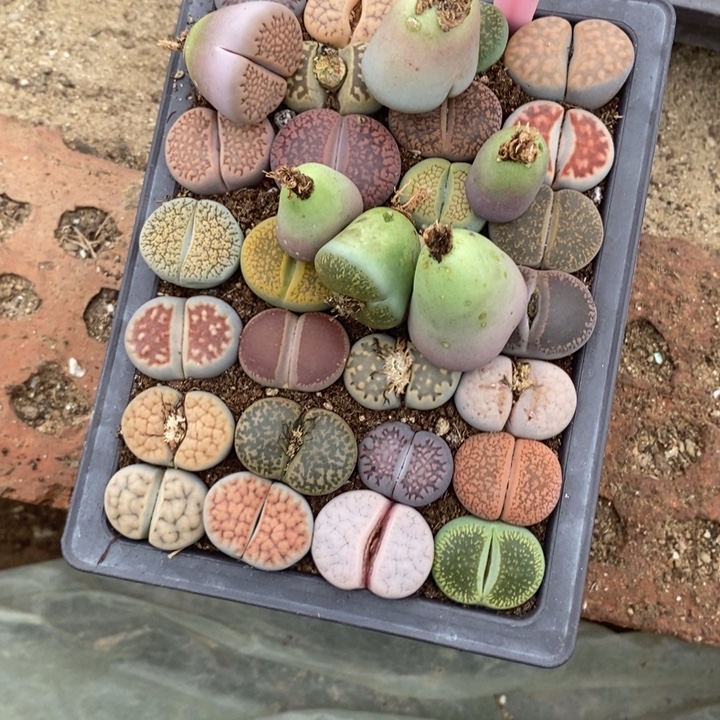 a***u生石花等植物的生长515