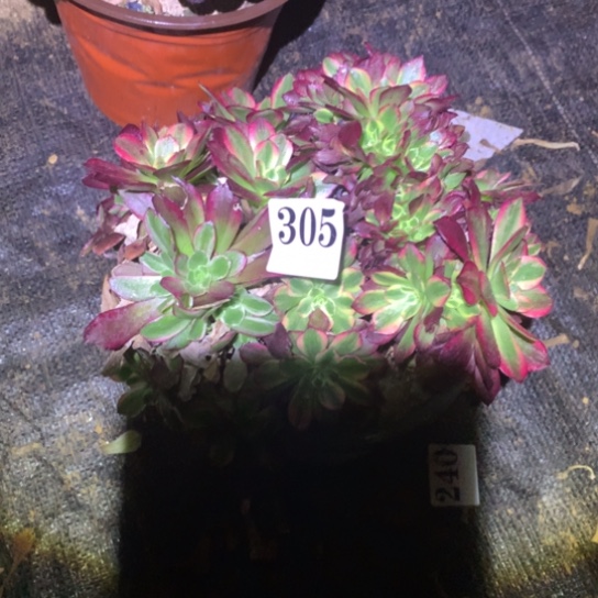 多肉植物安娜缀305不包