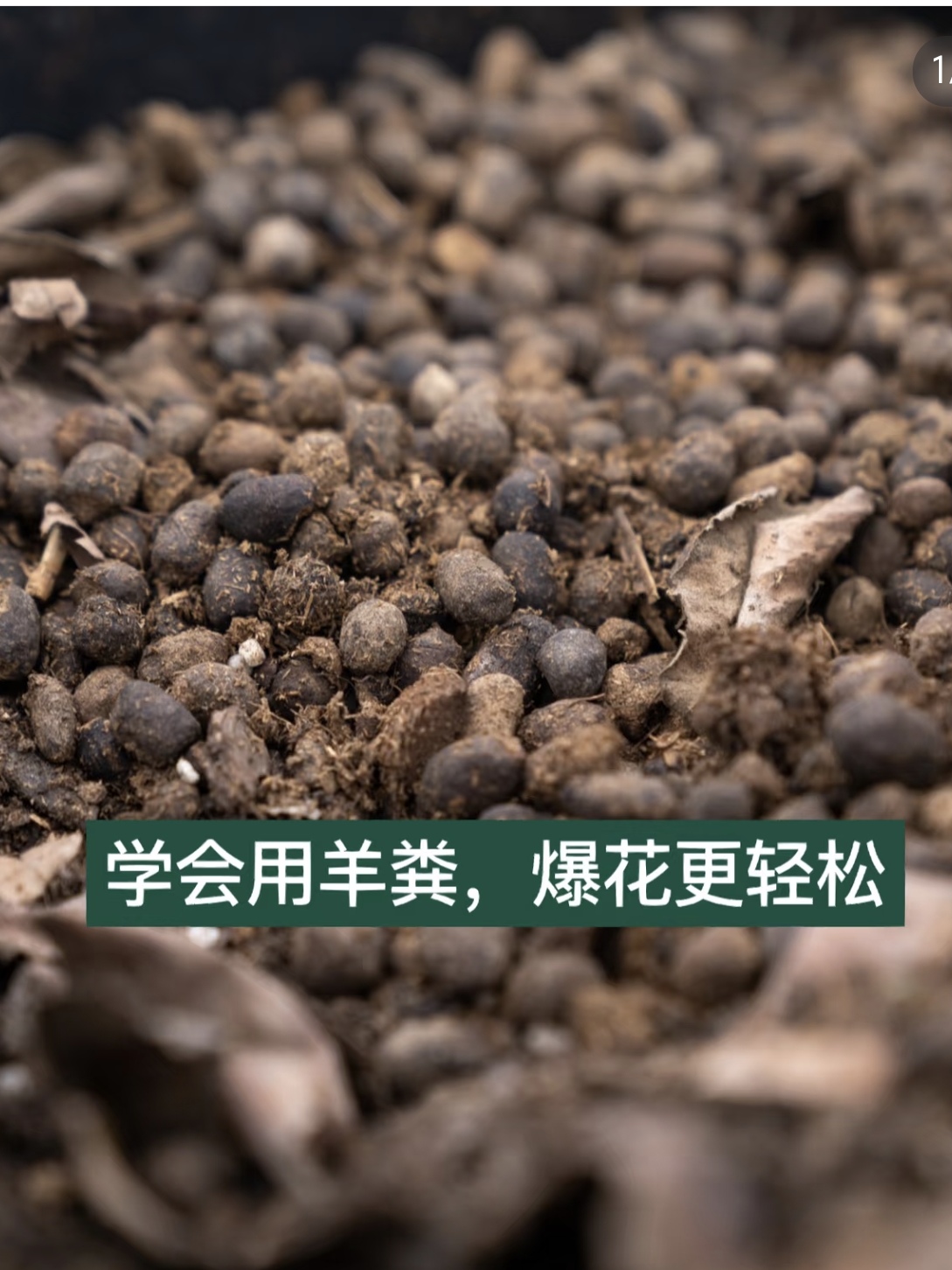 纯羊粪蛋腐熟发酵颗粒有机肥养花种菜果树多肉植物盆栽专用营养土