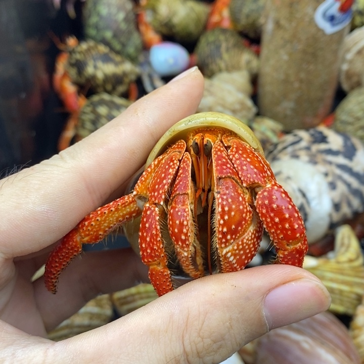 S***3.4口法拉利斐济草莓