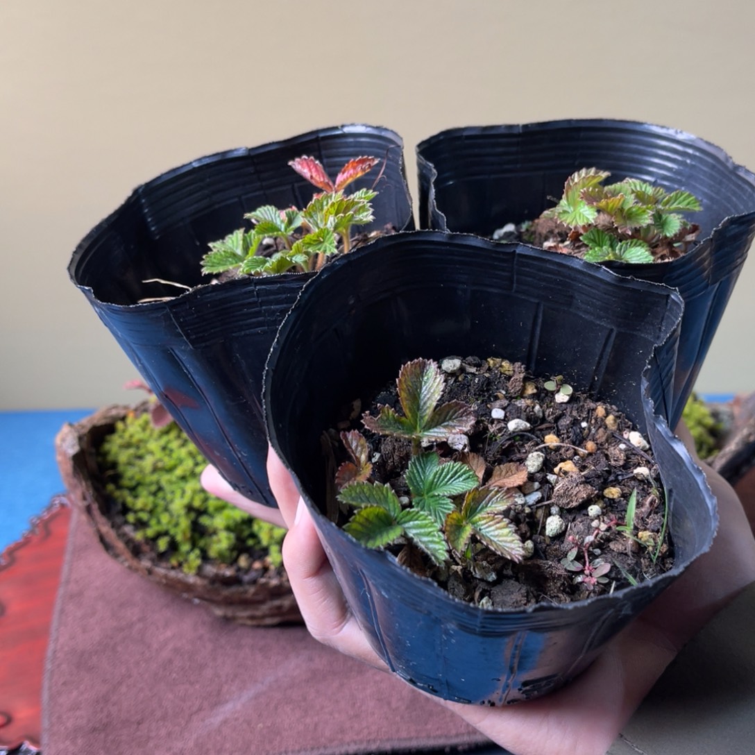 摆***塑完全开放盆栽植物