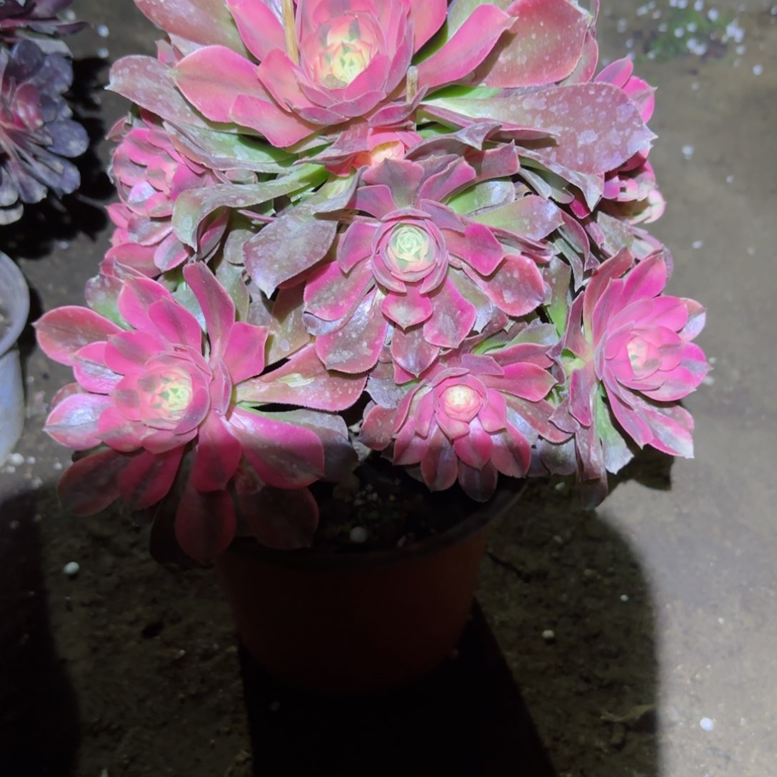 香妃法师多肉125