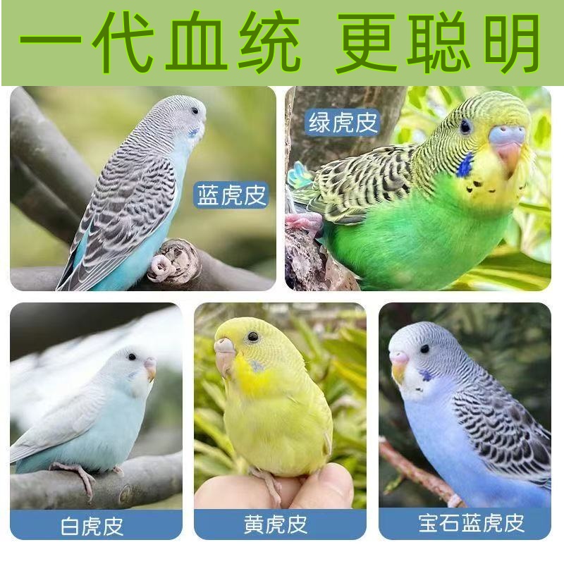 纯血统高品质可手养可教说话粘人聪明虎皮鹦鹉断奶会吃小米齐毛鸟
