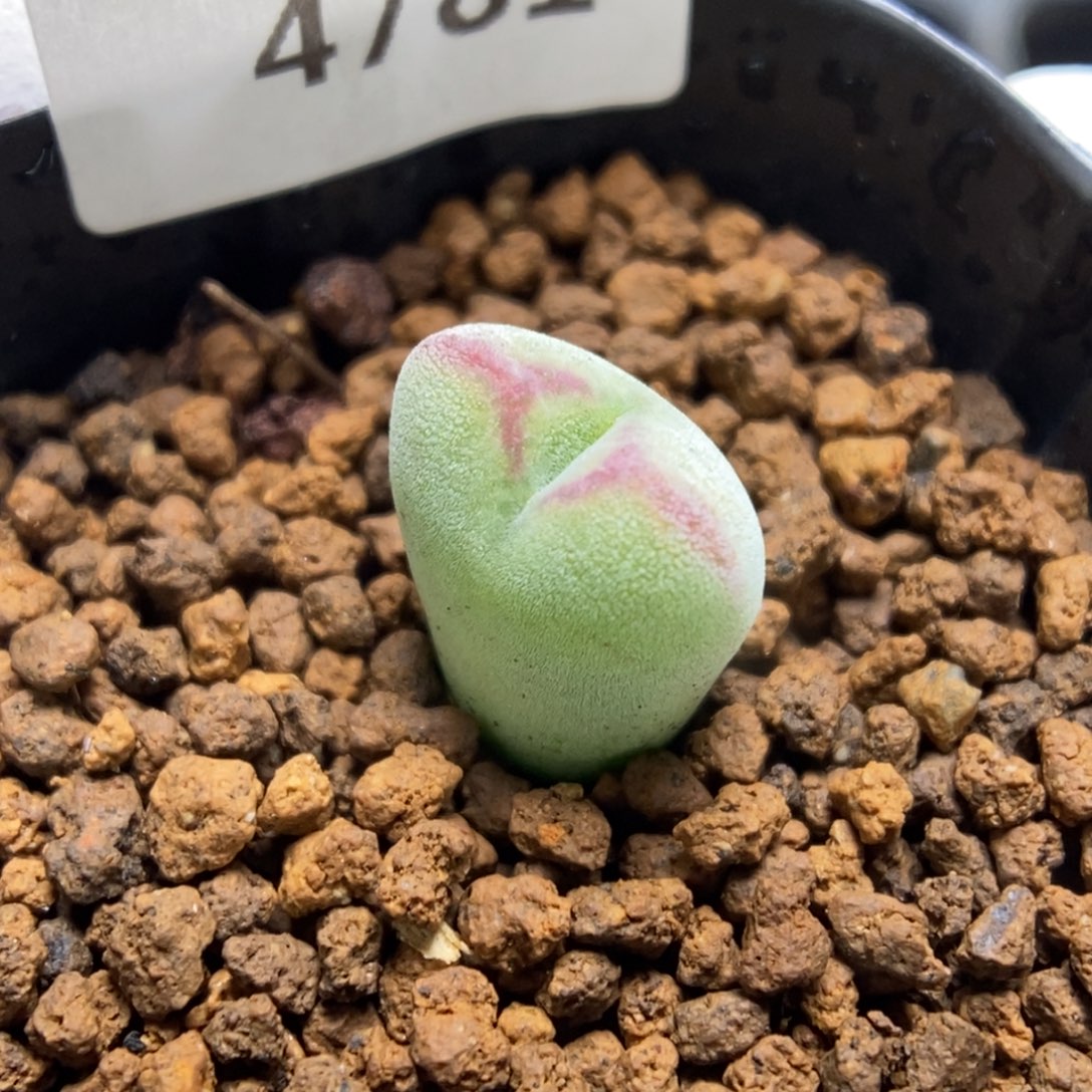 多肉植物肉锥杂交K-4781 口红纹 厚绒体