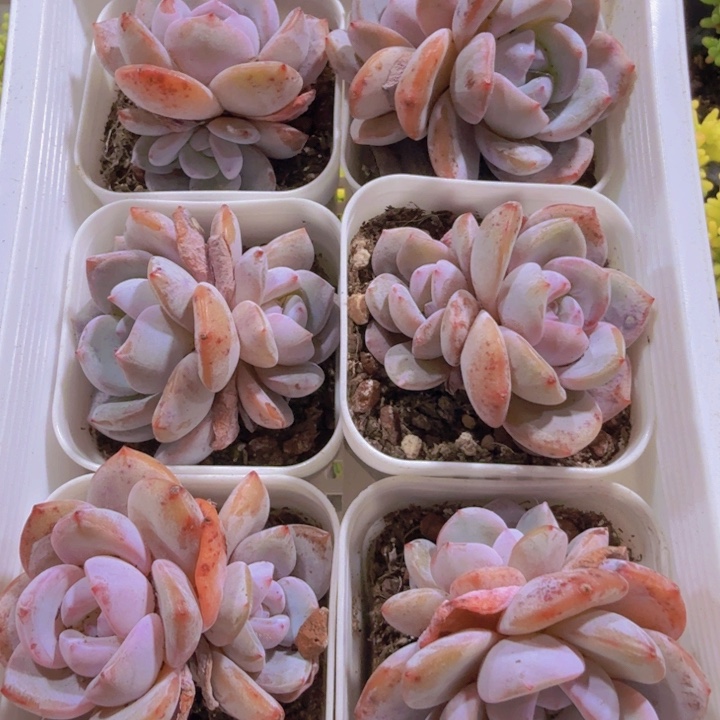 韩版奶茶双头一颗