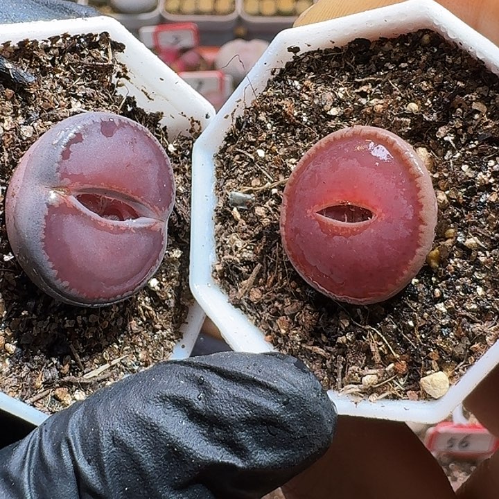 ?*默生石花1111111。   177