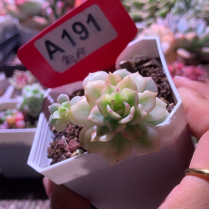 戴伦覆轮锦有根有