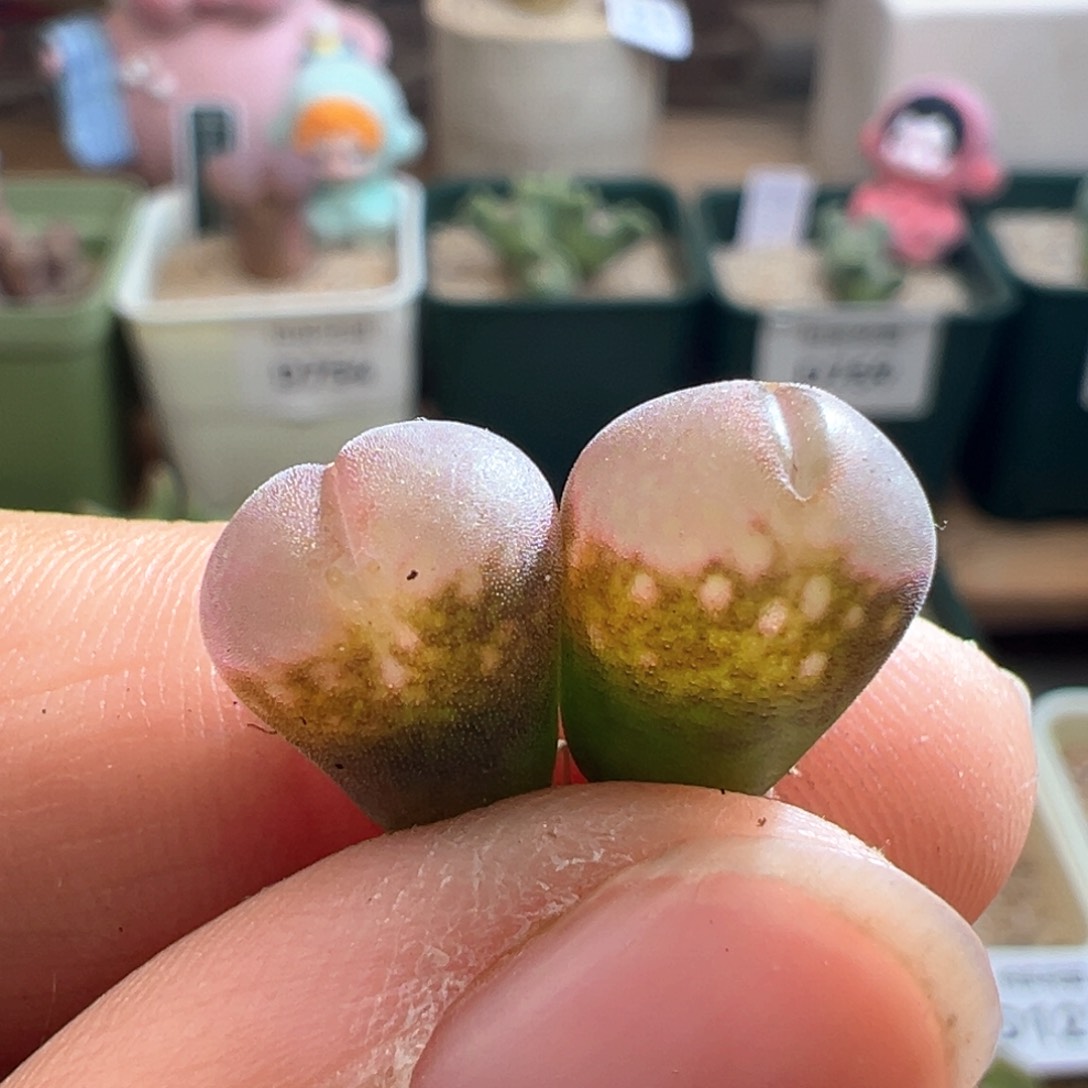 184。优选C10杂贝瑞两颗