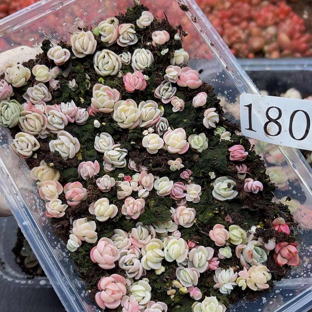 多肉植物多肉植物180