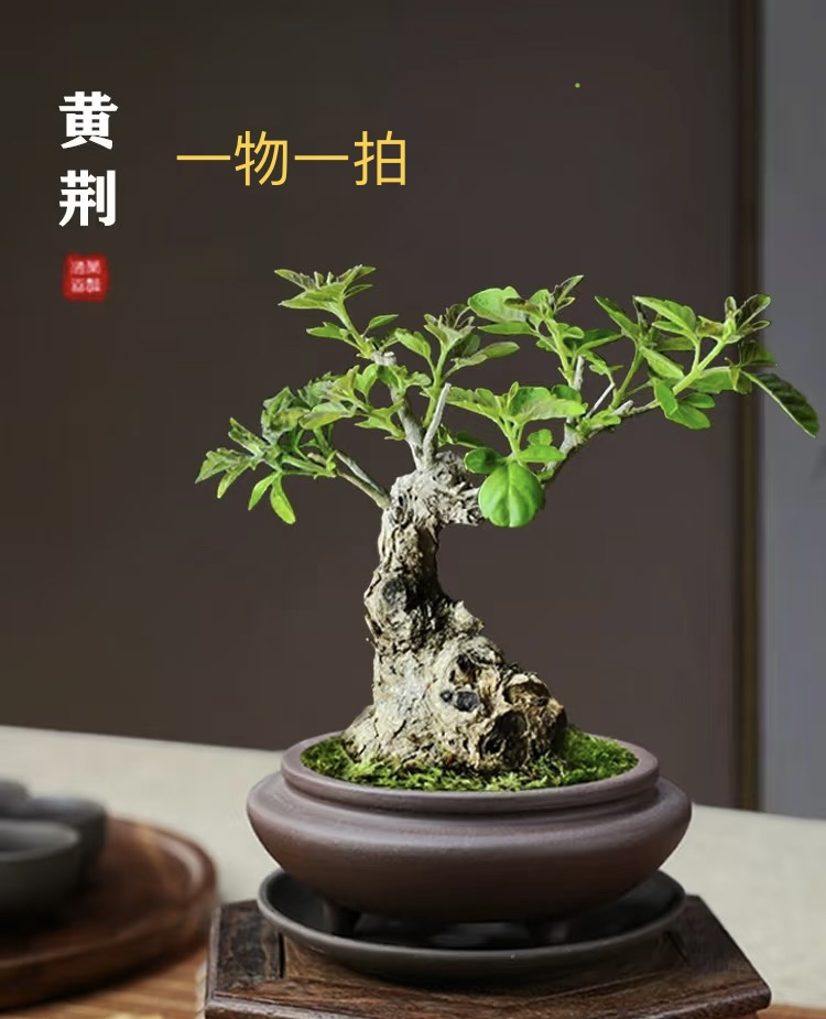 1物1拍 黄荆盆景碳化舍利镂空造型绿植盆栽庭院办公室茶台微景观