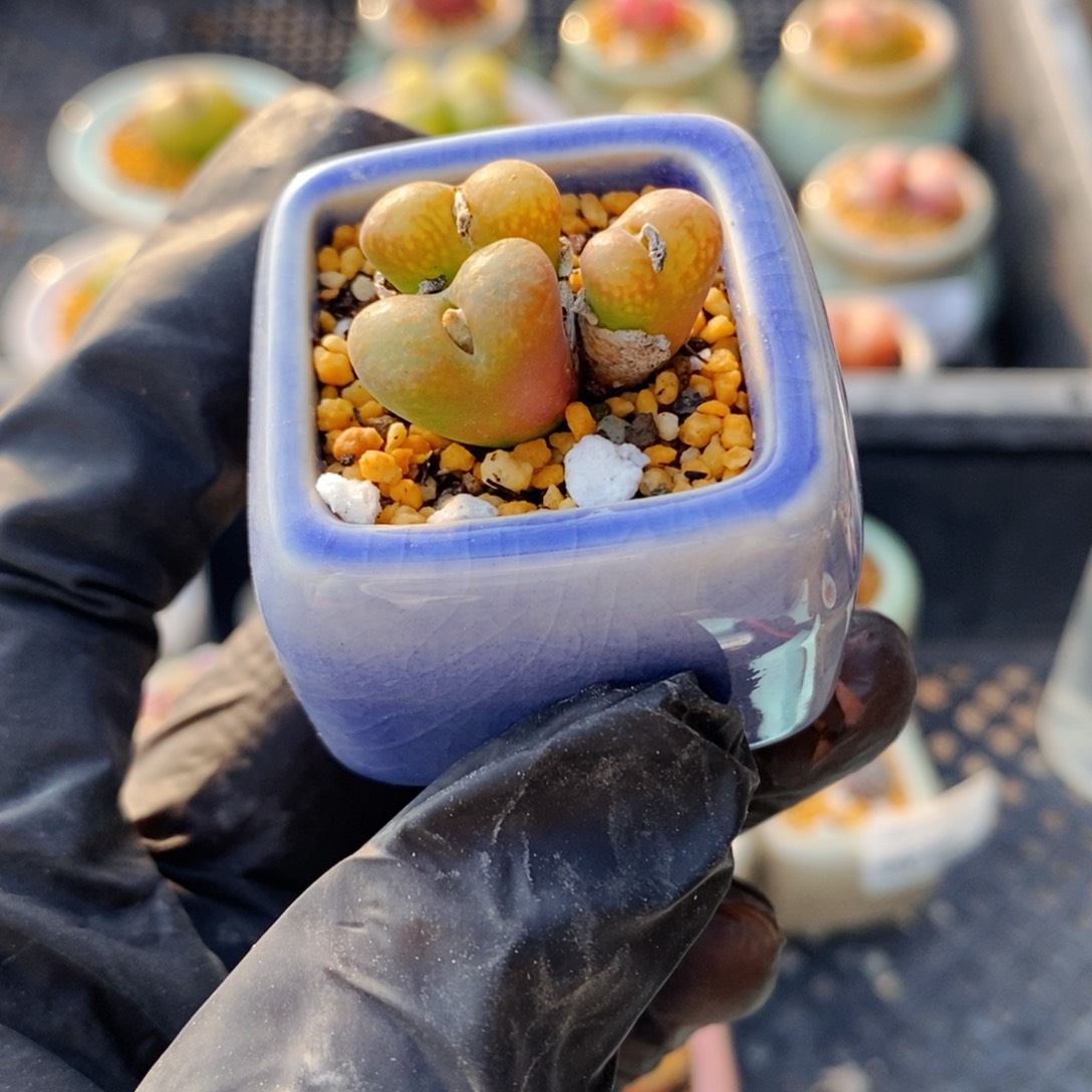 4639-一物一拍 带盆