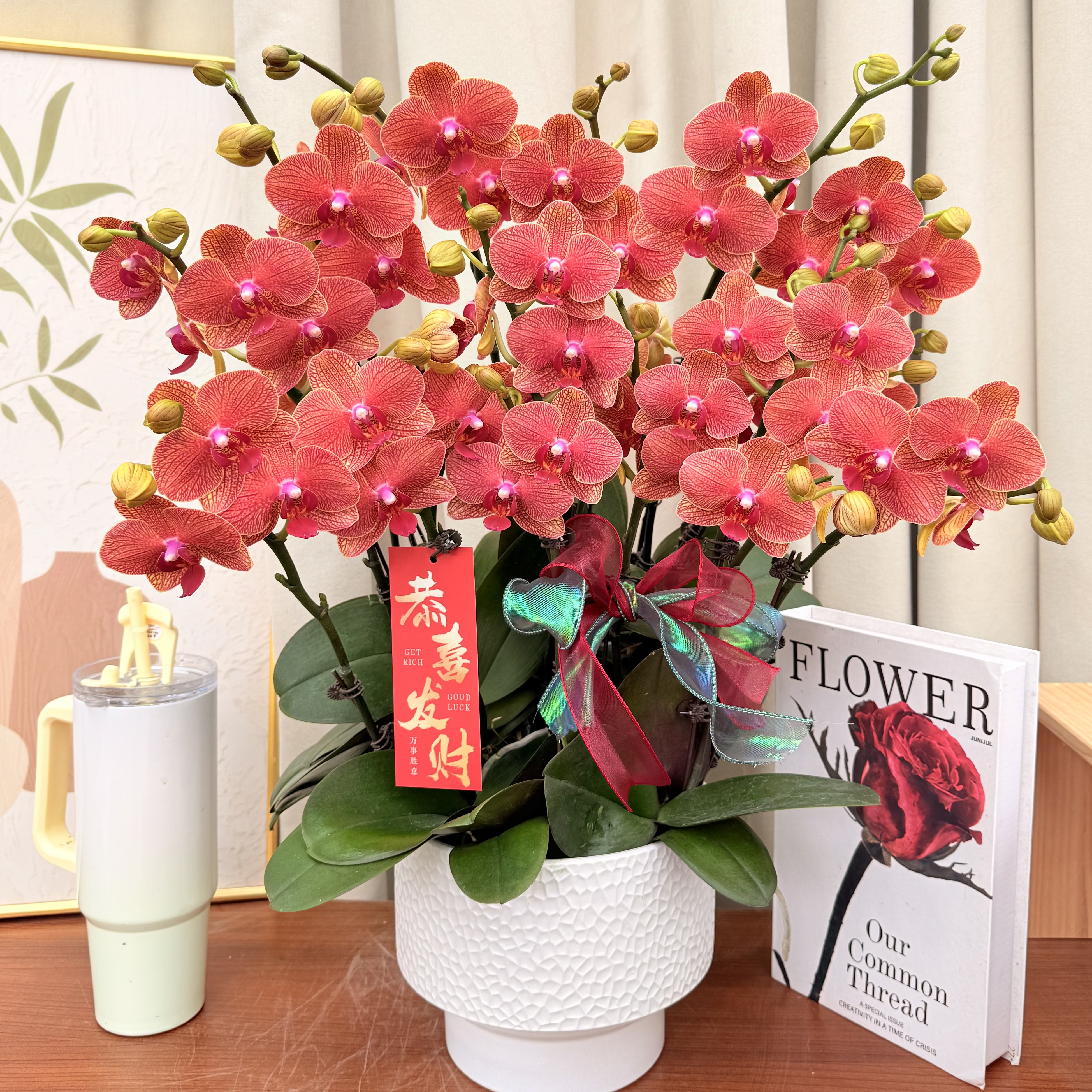 兰花坞蝴蝶蘭《心橙》橙色系 条纹状 蜡质花花 花期长 好养耐开