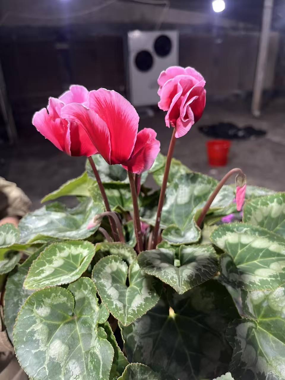 仙客来盆栽进口一代四季开花超稀有植株好养活原土原盆荔枝海棠红