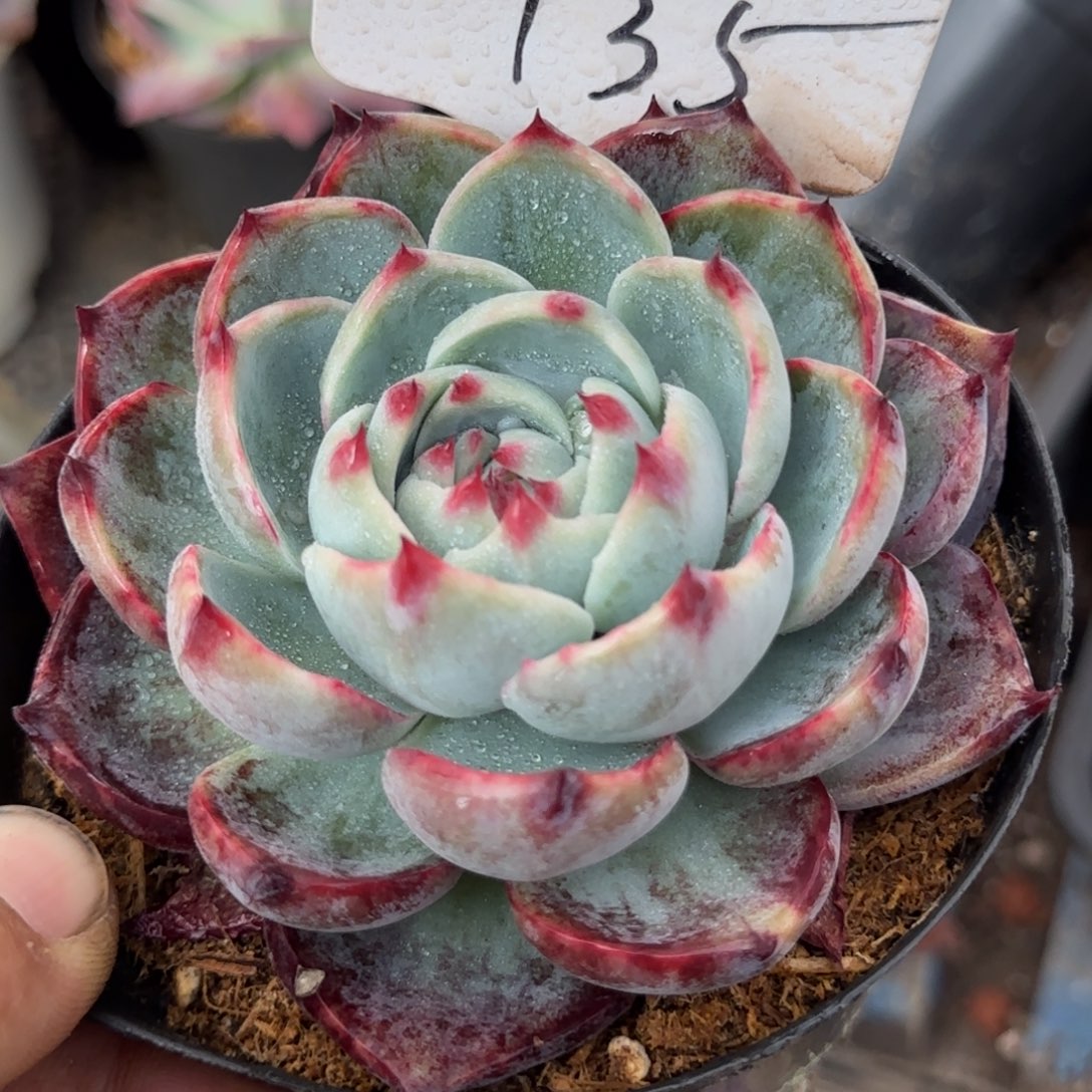 惊鸿一物一拍包装收缩花旱135