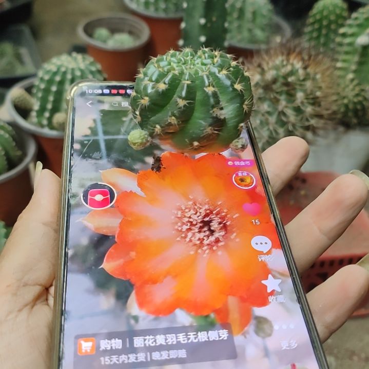 仙人球丽花黄羽毛侧芽