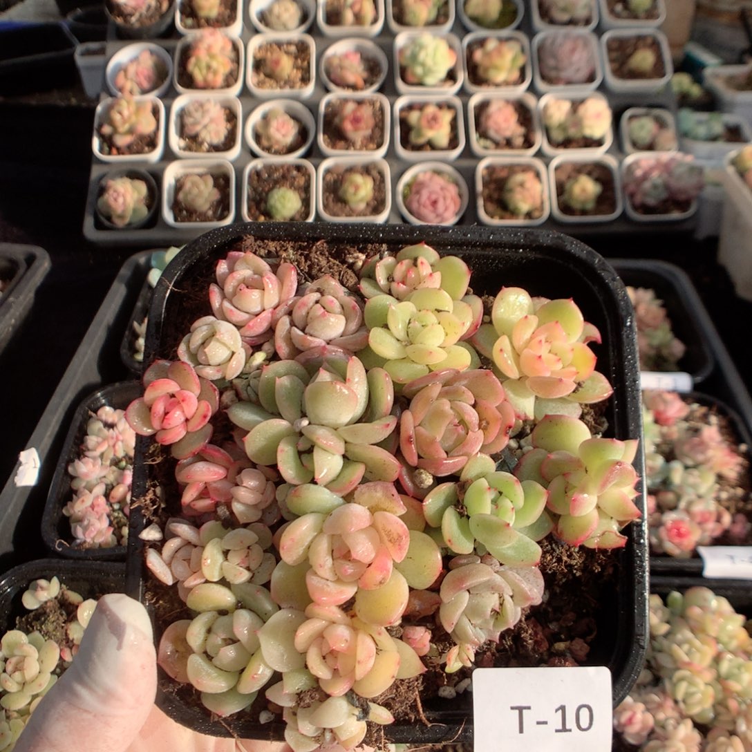 无花朵T10英语英语